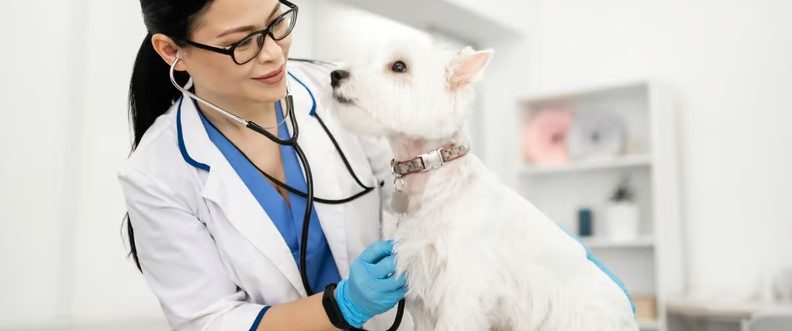 Richton-Park-Animal-Hospital