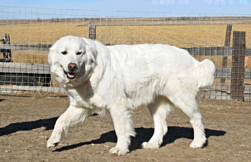 Colorado Mountain Dog