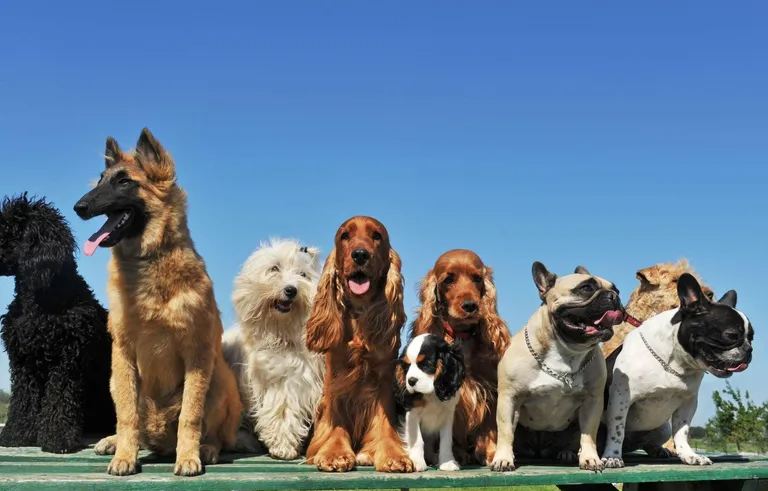 Dogs Day Out