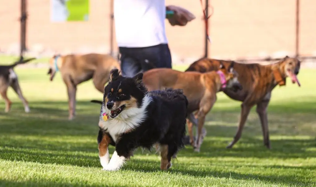 Sheepfold Dog Park