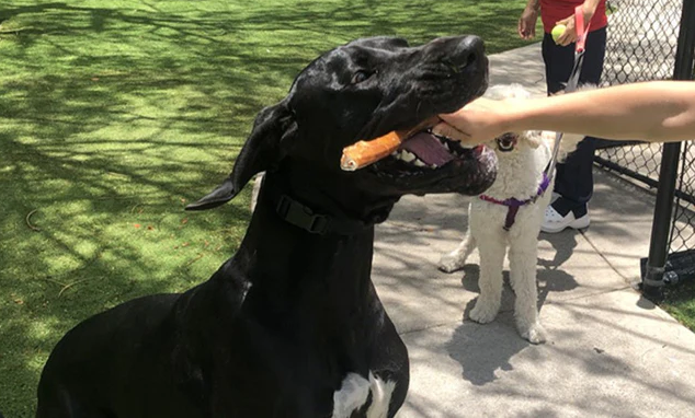 Bully Sticks