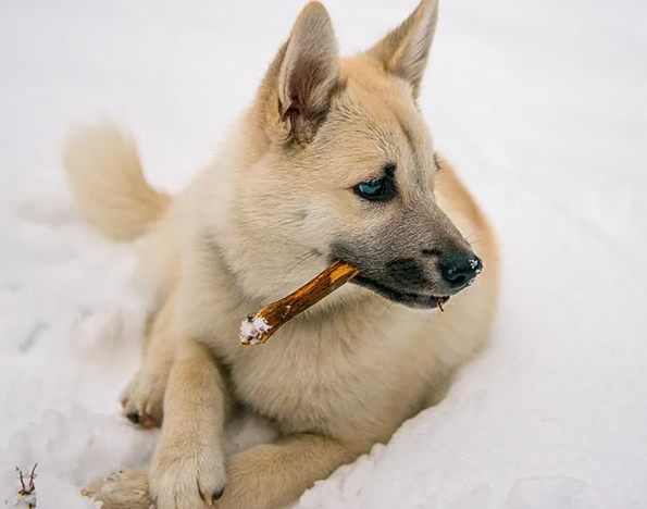 Bully Sticks