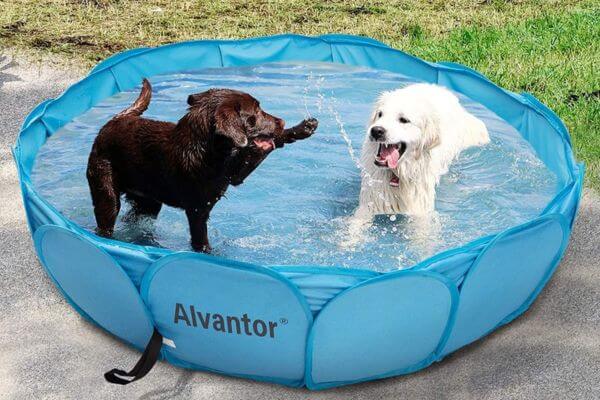 Dog Pool