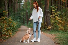 Canine Companion