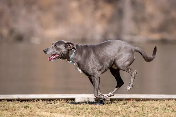 Dog playing at Silver Lake Dog Park