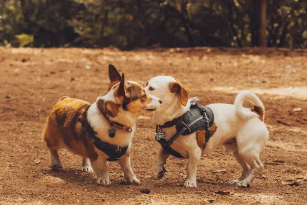 Small dogs at Silver Lake Dog Park