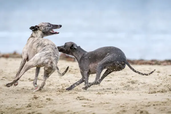 Dogs chasing each other at Silver Lake Dog Park