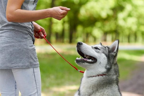 Spirit Dog Training 