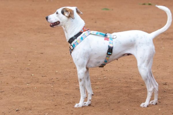 Spirit Dog Training