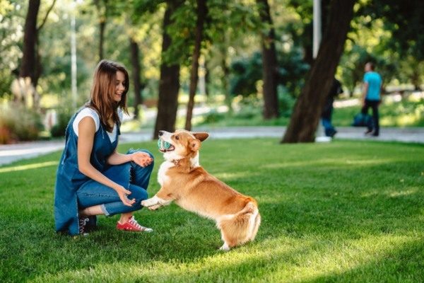 Spirit Dog Training