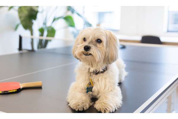's Vibrant and Varied Dog Businesses