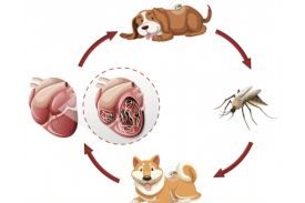 Heartworm