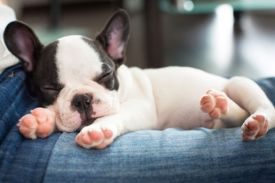 Dog Dream