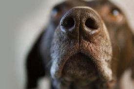 Canine Scent Detection