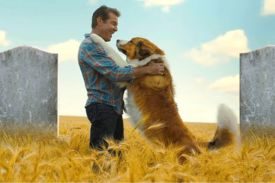 How Dogs Make Our Lives Complete