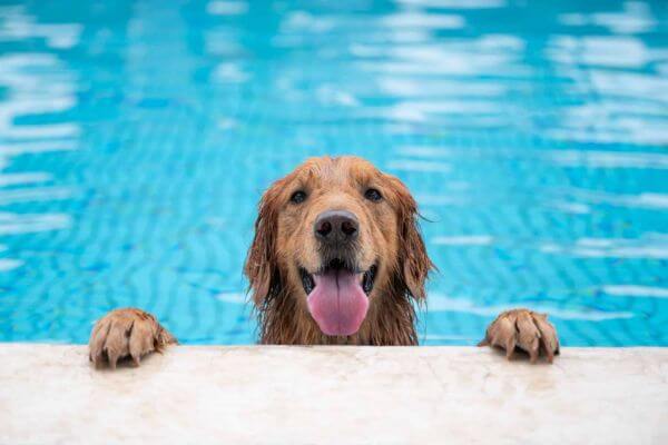 Dog Pool
