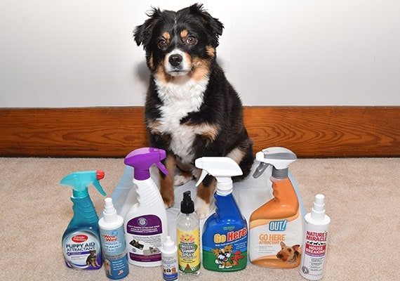 How To Potty Train A Dog