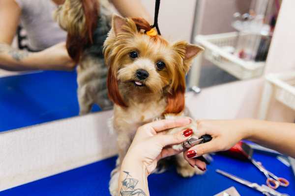 Finding A New Home For Fido: Tips And Resources For Rehoming Your Dog