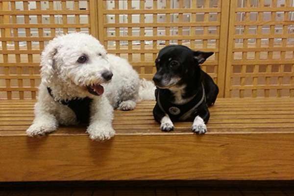's Vibrant and Varied Dog Businesses