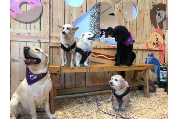 's Vibrant and Varied Dog Businesses
