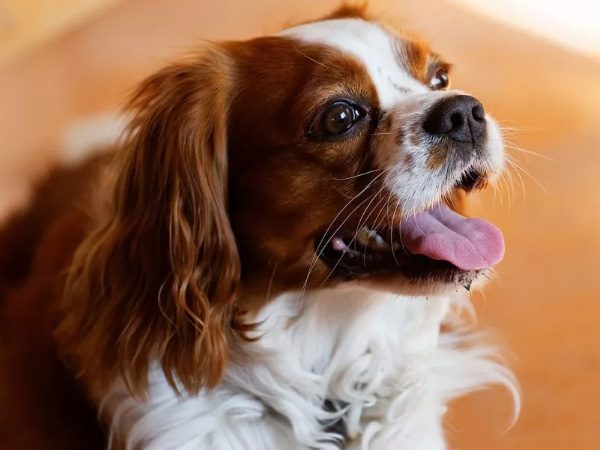 Toy-Spaniel