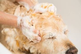 Fleas on Dogs