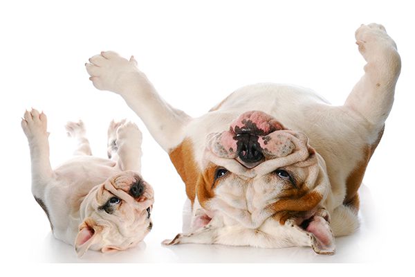 Dogs Stomach Gurgling