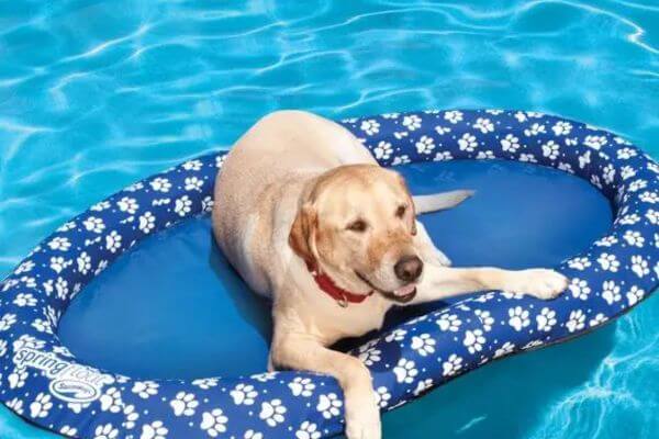 Dog Pool