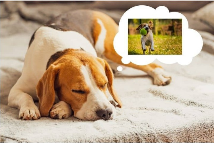 dogs dream