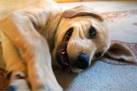 Dog Potty Training