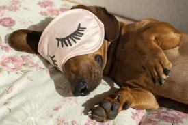 Dog Dream
