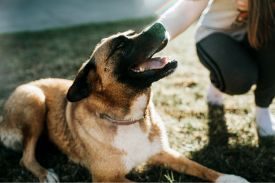 Female Dogs Humping