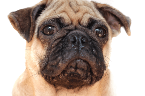 Dogs Get Pimples