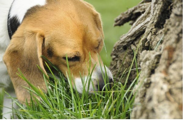 dogs eat poop