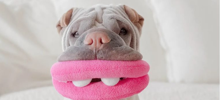 Squeaky Toys