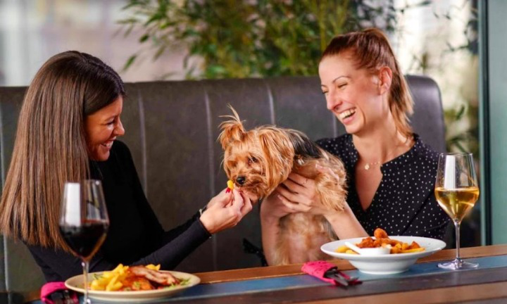 Dog Friendly Restaurants 