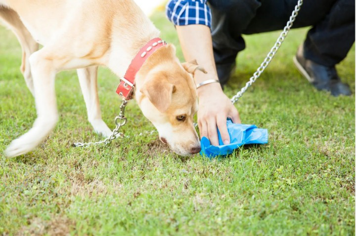 dogs eat poop