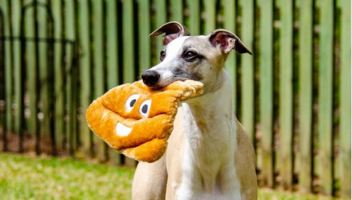 dogs eat poop