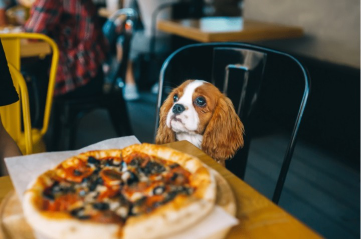 Dog Friendly Restaurants 