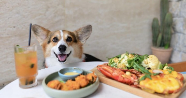 Dog Friendly Restaurants 