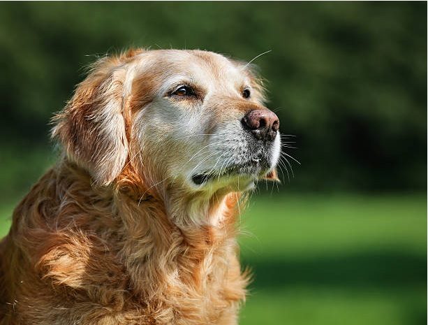 Oldest Living Dog