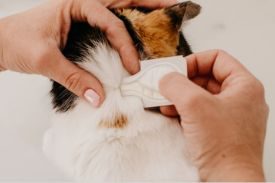 Fleas on Dogs