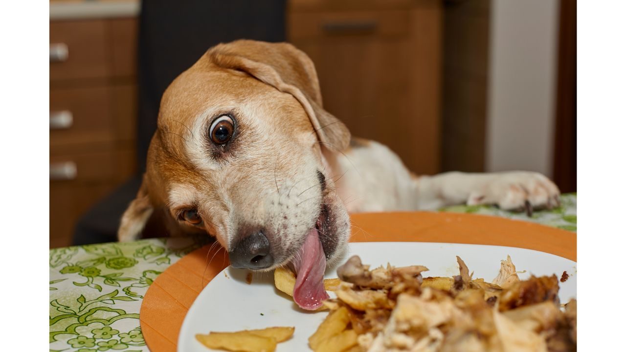 Vitamins for Homemade Dog Food