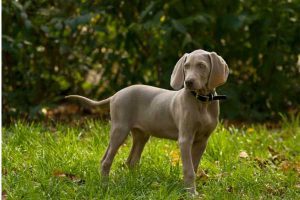 Weimaraners Hypoallergenic