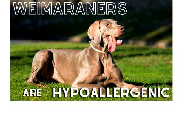 Weimaraners are Hypoallergenic