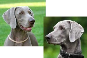 Weimaraners dogs