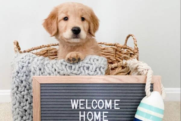 Small Dogs For Adoption