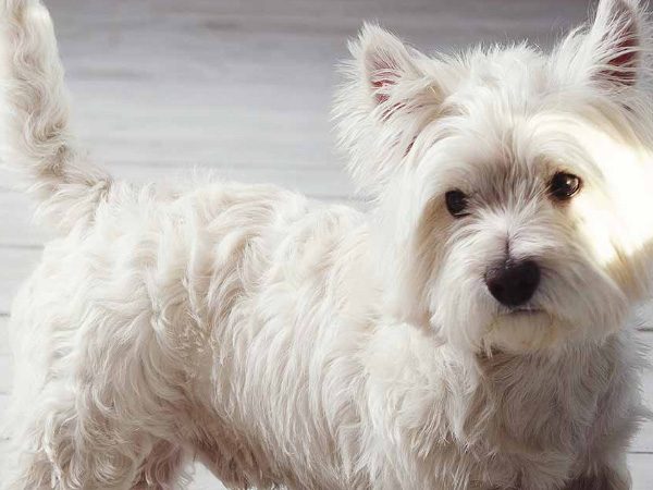 Westies