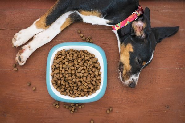 What Can You Give A Dog For Diarrhea