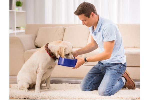 What Can You Give A Dog For Diarrhea